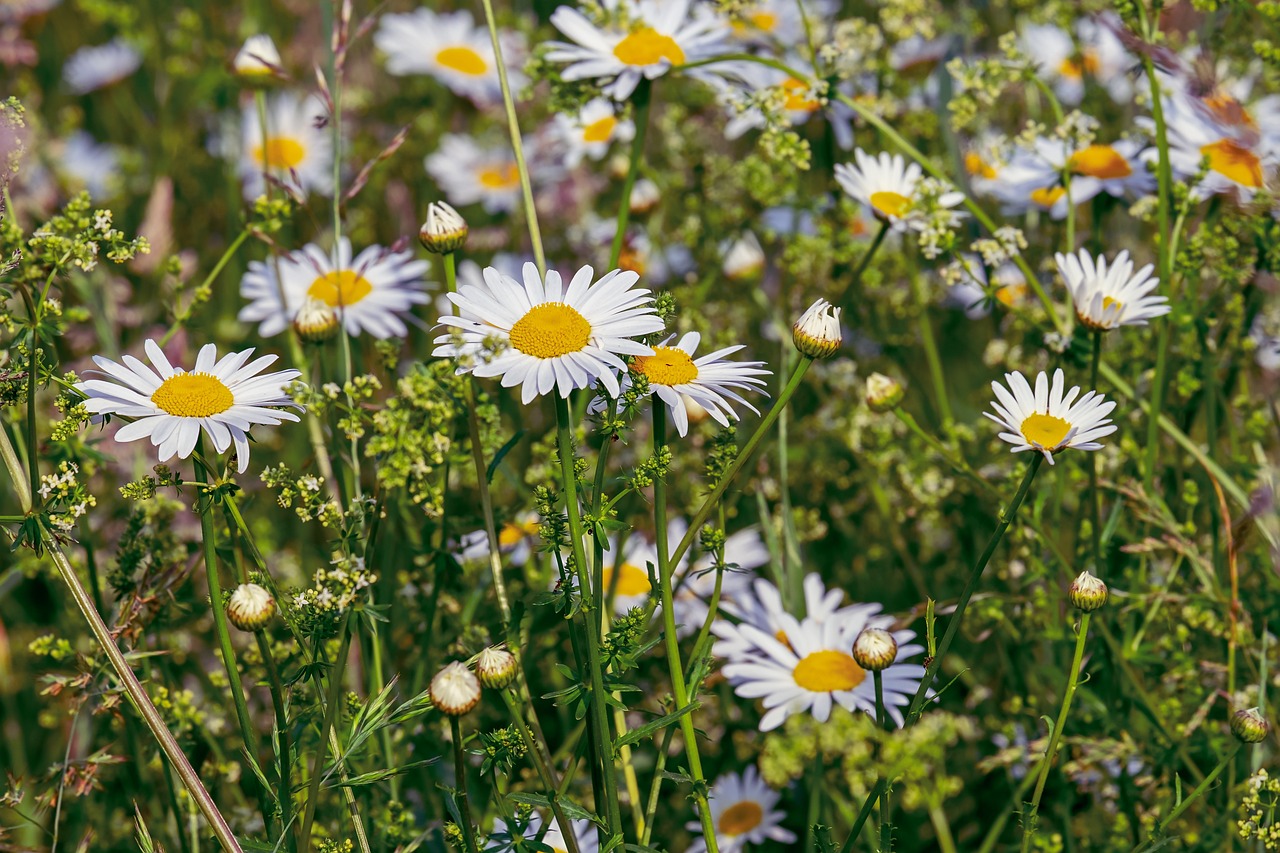 Why Saving Wild Bees is Crucial for Our Environment